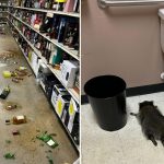 Drunk Raccoon Breaks Into Liquor Store and Passes Out in Bathroom