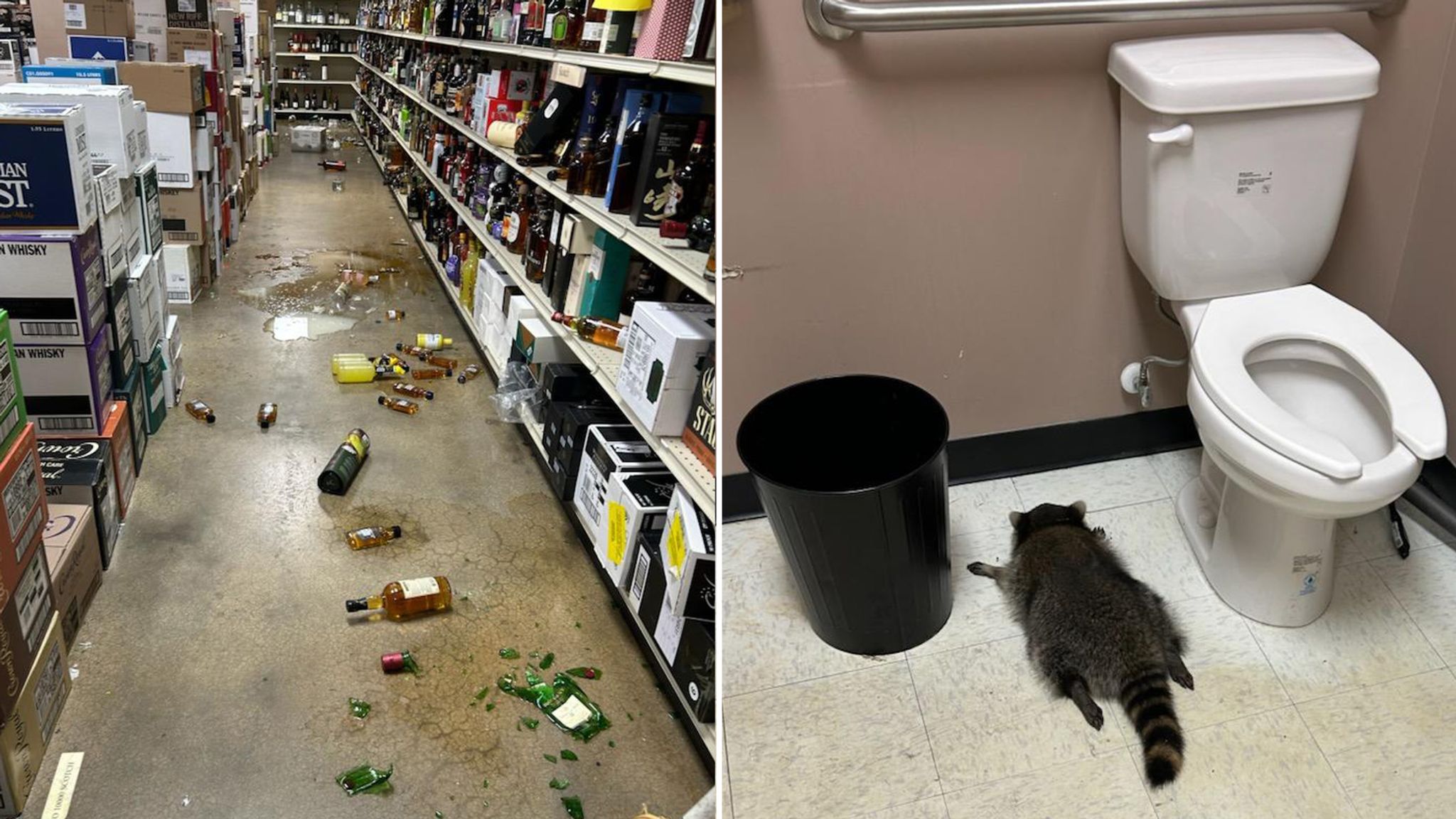Drunk Raccoon Breaks Into Liquor Store and Passes Out in Bathroom